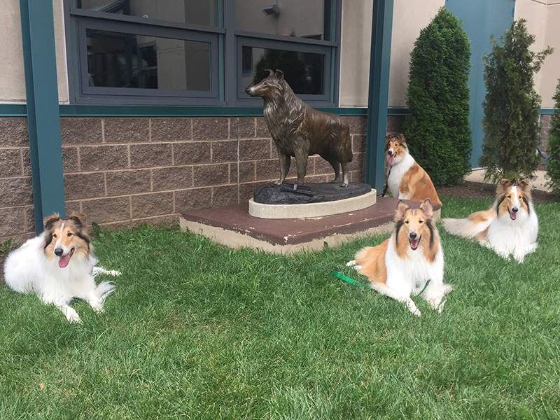 The incredible story of Lassie, Hollywood's most famous dog